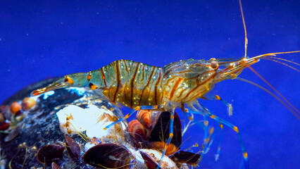 Rockpool shrimp (Palaemon elegans), crustacean underwater