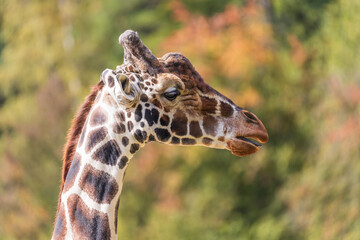Giraffe head and neck. In the background are trees.