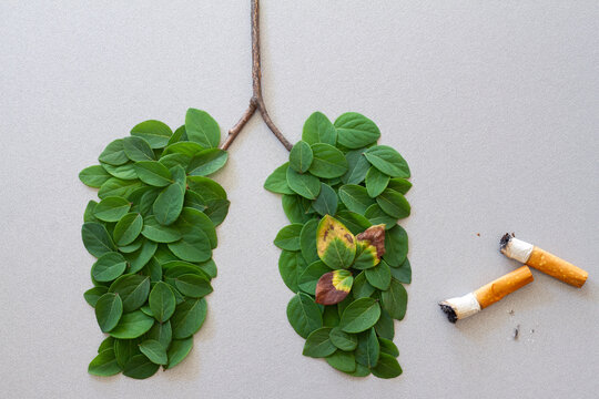 Human lungs symbol made with green leaves with cigarettes, harmful effects of smoking, concept of respiratory diseases