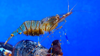 Rockpool shrimp (Palaemon elegans), crustacean underwater