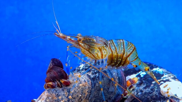 Rockpool shrimp (Palaemon elegans), crustacean underwater