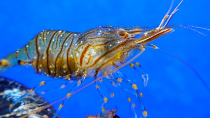 Rockpool shrimp (Palaemon elegans), crustacean underwater