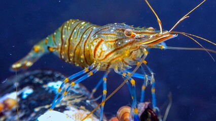 Rockpool shrimp (Palaemon elegans), crustacean underwater