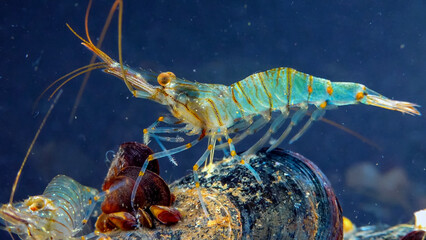 Rockpool shrimp (Palaemon elegans), crustacean underwater