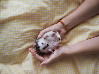 a hedgehog that is held in the hands