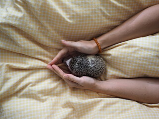 a hedgehog that is held in the hands