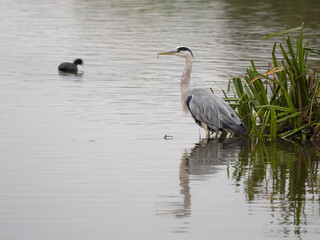 Grey heron, Ardea cinerea