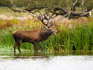 Red deer, Cervus elaphus