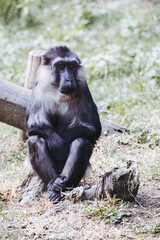 Singe macaque de Tonkéan dans un parc aux primates - Macaca tonkeana