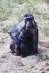 Bébé singe macaque de Tonkéan avec sa maman - Macaca tonkeana