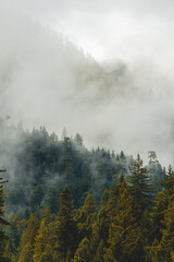 Forest fog  - 661522755