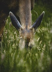 Deer in a meadow - 661522768