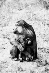 Bébé singe macaque de Tonkéan avec sa maman - Macaca tonkeana