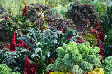 Brassicas in a garden, kale, broccoli and cabbage, autumn harvest