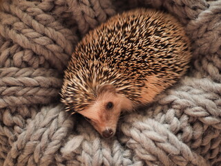 hedgehog lying down