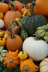 Pumpkins, squahes and gourds.  Hallloween display. Wrinkled, green and orange pumpkins from the fields. Suffolk, UK. Photographed in October 2023