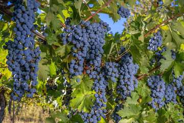 Cabernet Sauvignon Grapes the Day Before Harvest