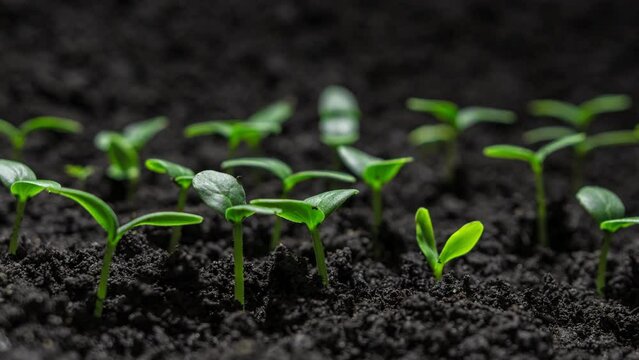 Growing plants in time lapse, Newborn Pea Sprouts Germination in Soil. Spring Concept of New Life. Growing Seeds in a Greenhouse. Food Production. Fresh Green Leaf in Spring.