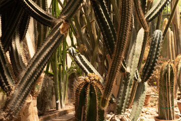  Group of cactus in a botanical garden - obrazy, fototapety, plakaty