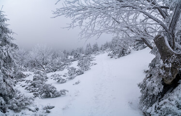 Mountain trail to Szrenica shelter full of footprints left on fresh snow