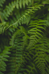 Ferns in the woods - 661525130