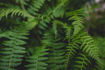Ferns in the woods - 661525146