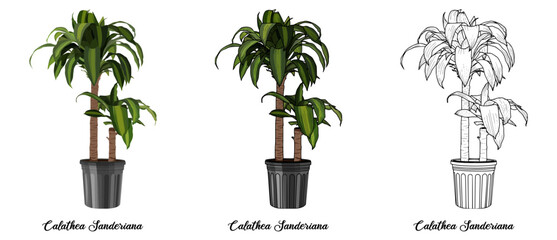 Calathea Sanderiana Hand drawn Realistic House Plant Flower illustrations 