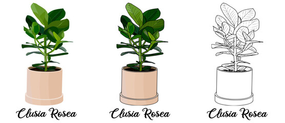 Clusia Rosea Hand drawn Realistic House Plant Flower illustrations 