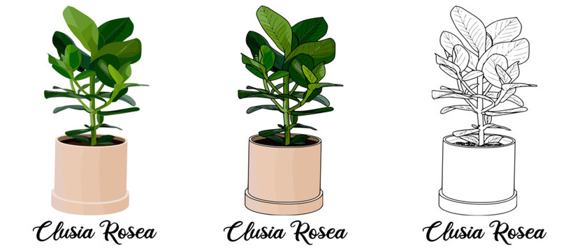 Clusia Rosea Hand drawn Realistic House Plant Flower illustrations 