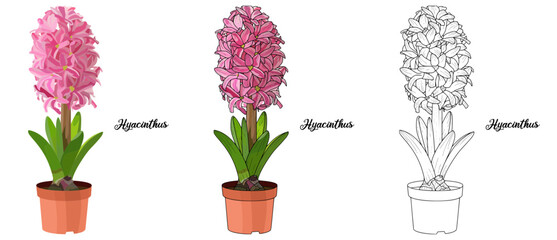 Hyacinthus Hand drawn Realistic House Plant Flower illustrations 