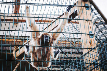 Portrait d'un singe gibbon à mains blanches ou Hylobates lar dans une cage dans un zoo