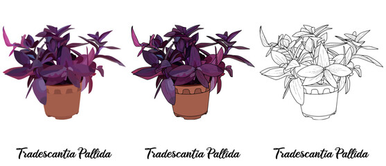 Tradescantia Pallida Hand drawn Realistic House Plant Flower illustrations 