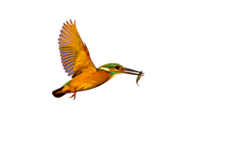 Colorful bird kingfisher. Isolated bird. White background. Bird: Common Kingfisher. Alcedo atthis.