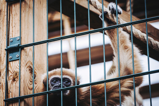 Portrait d'un singe gibbon à mains blanches ou Hylobates lar dans une cage dans un zoo