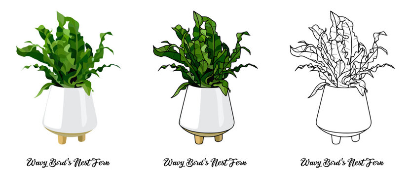 Wavy Bird's Nest Fern Hand drawn Realistic House Plant Flower illustrations 