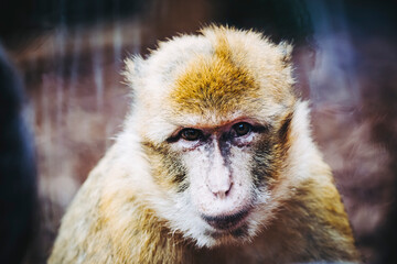 Portrait d'un singe magot ou macaque de Barbarie