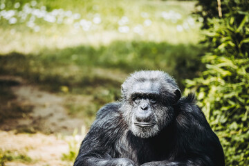 Portrait d'un singe chimpanzé ou pan troglodyte
