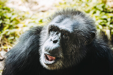 Portrait d'un singe chimpanzé ou pan troglodyte
