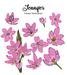 Jennifer Hand drawn Realistic Flower illustrations 