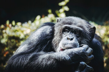 Portrait d'un singe chimpanzé ou pan troglodyte
