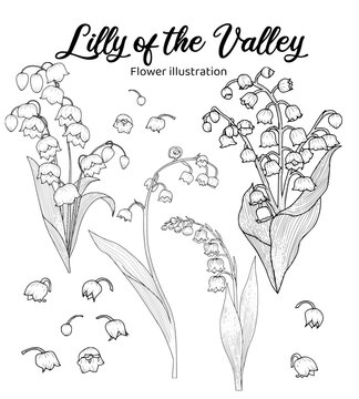 Lily of The Valley Hand drawn Realistic Flower illustrations 