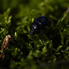 bug on a leaf