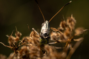 the bug on a leaf