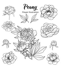 Peony Hand drawn Realistic Flower illustrations 