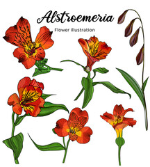 Alsroemeria Hand drawn Realistic Flower illustrations 
