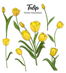 Tulip Hand drawn Realistic Flower illustrations 