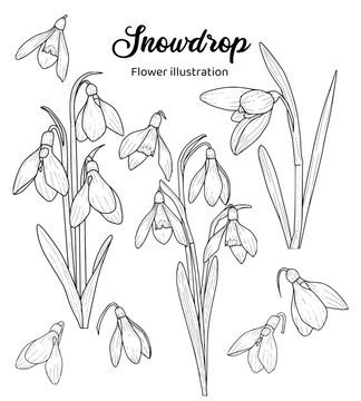 Snowdrop Hand drawn Realistic Flower illustrations 