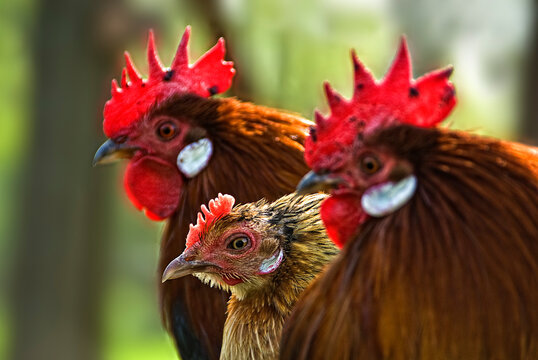 Hühner Trio im Porträt