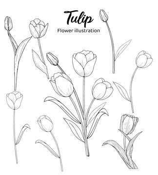 Tulip Hand drawn Realistic Flower illustrations 