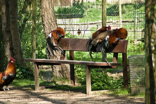 Eine Gruppe Hühner sitzt auf einer Bank